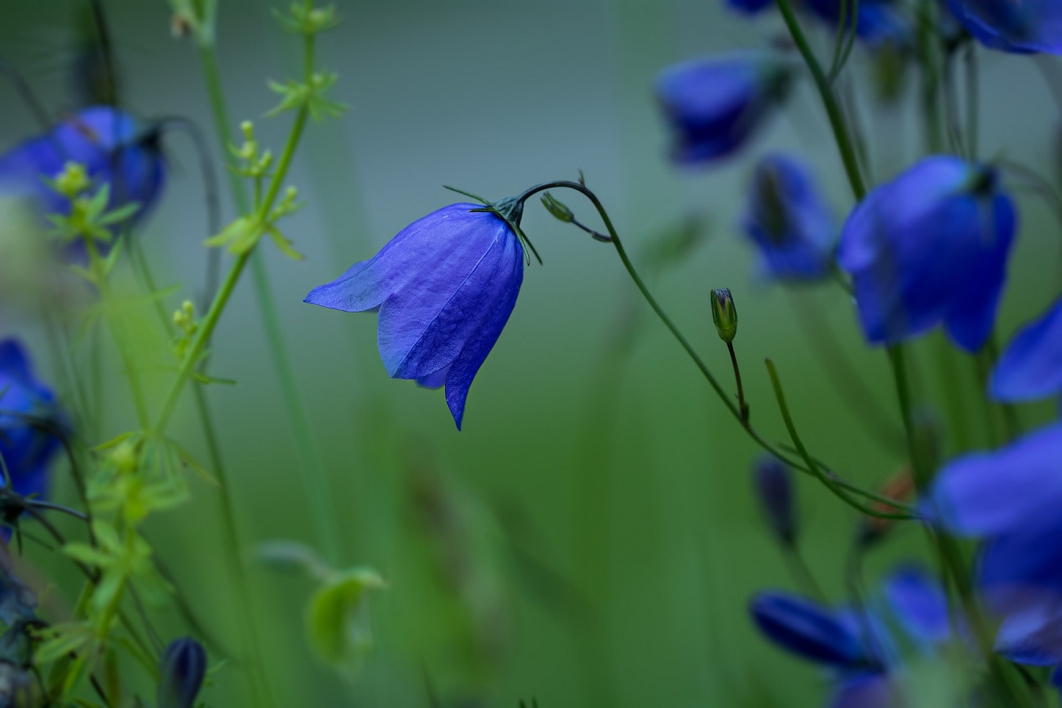 Glockenblume Glockenblume, Campanula rotundifolia