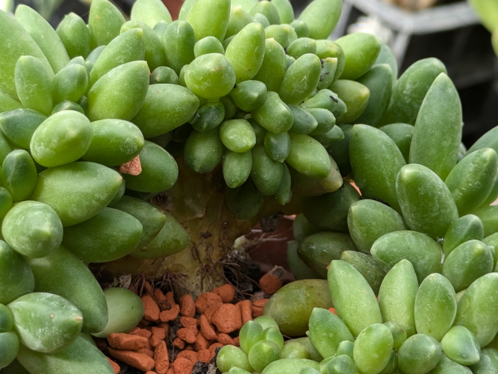 Pachypythum-Sukkulente3 Mondstein, Pachyphytum compactum
