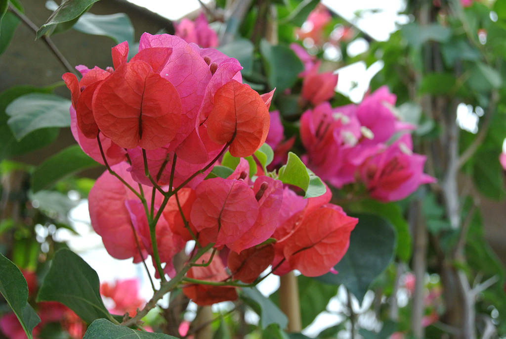 Bougainvilea-Rot-Nah Bougainvillea glabra - Drillingsblume