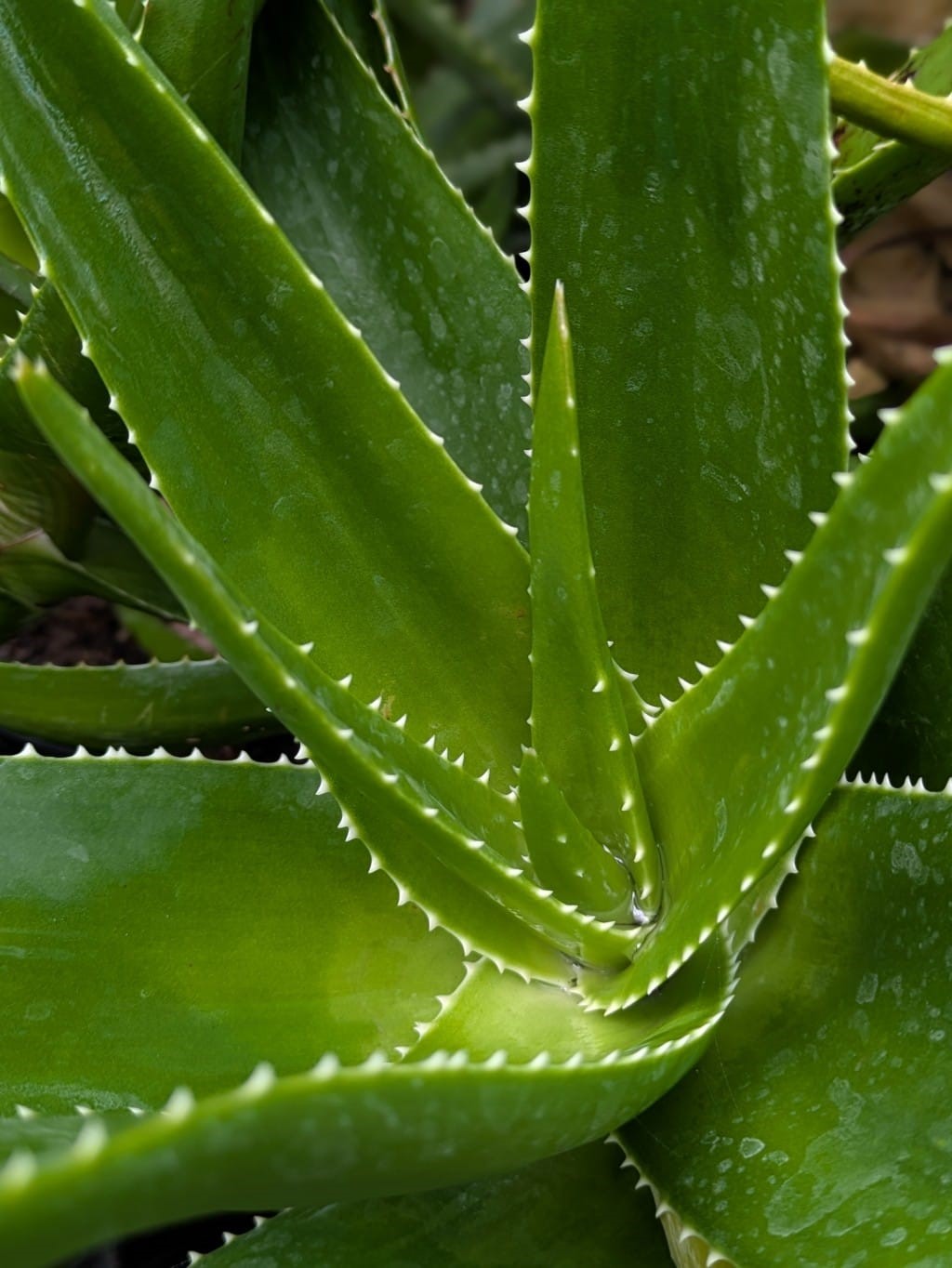 Aloe, Aloe Arborescens