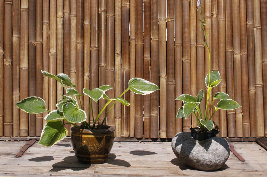 Francee_MG_0010 Weißrand-Funkie, Hosta Hybride Francee