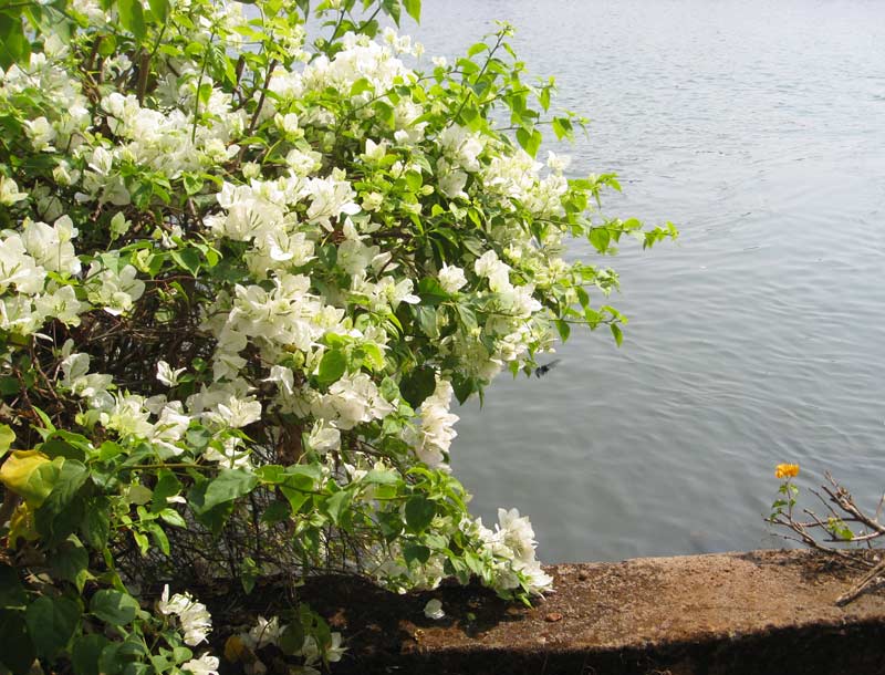bougainvillea-glabra-weiss-bambuswald Bougainvillea glabra - Drillingsblume