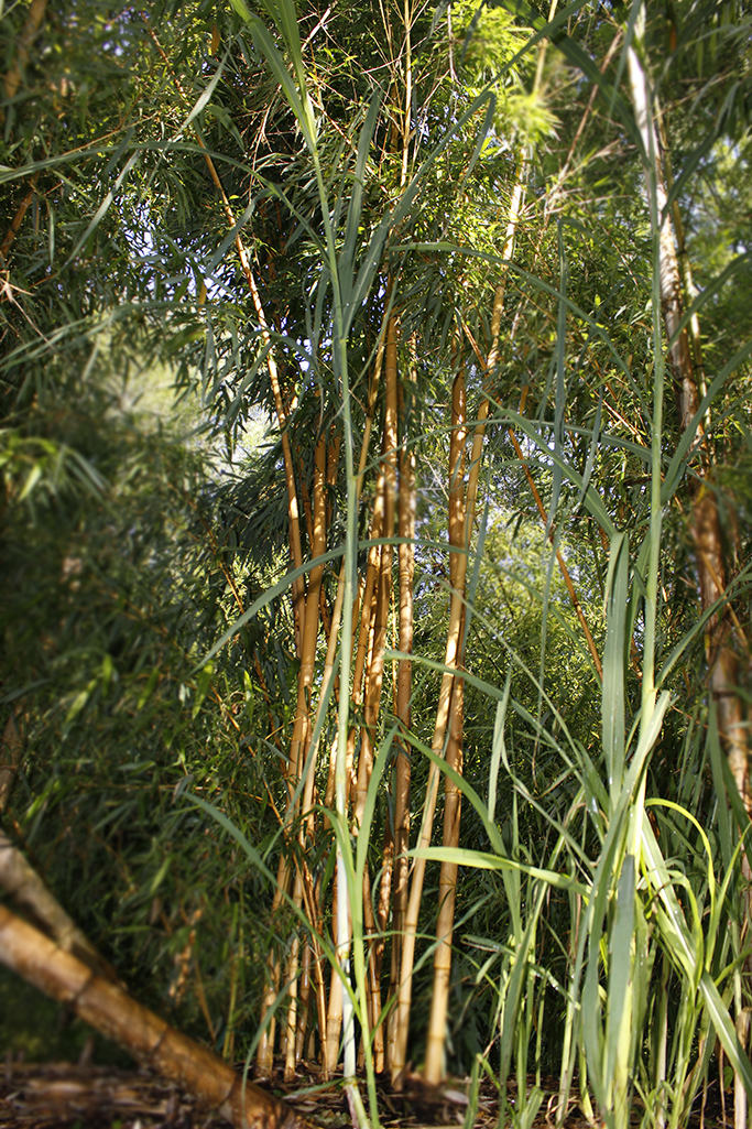 Riesenschilf - Triarrhena lutarioriparia