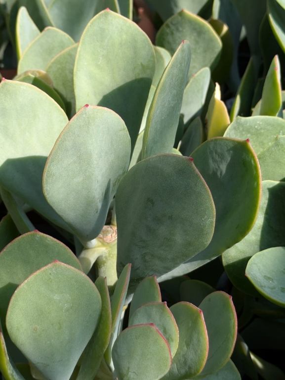 Cotyledon orbiculata var. Silver Peak