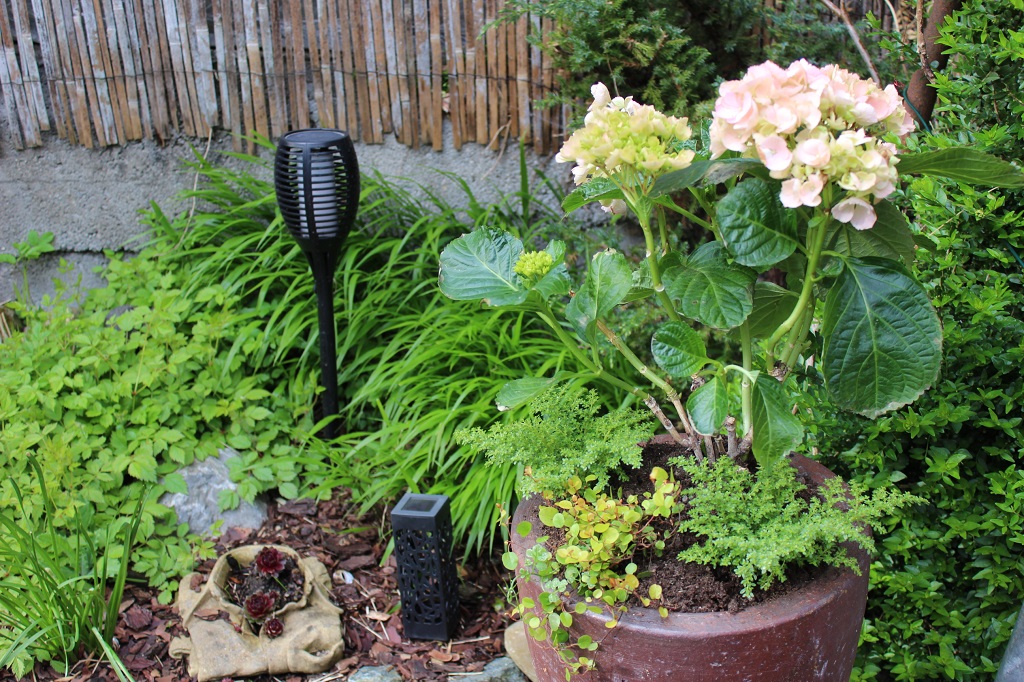 Muehlenbeckia Mühlenbeckie, Muehlenbeckia complexa