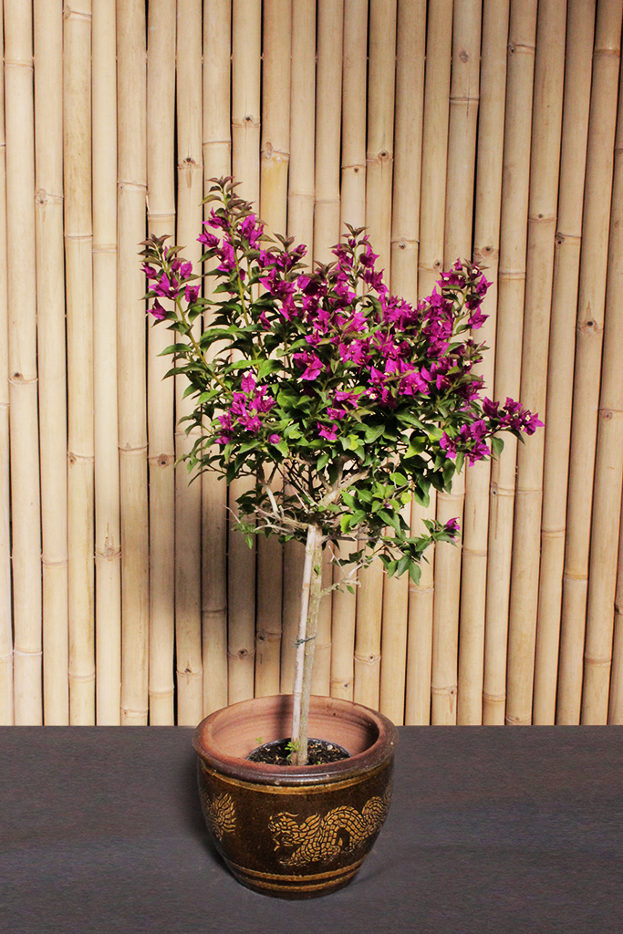 Drillingsblume - Bougainvillea glabra Sanderiana