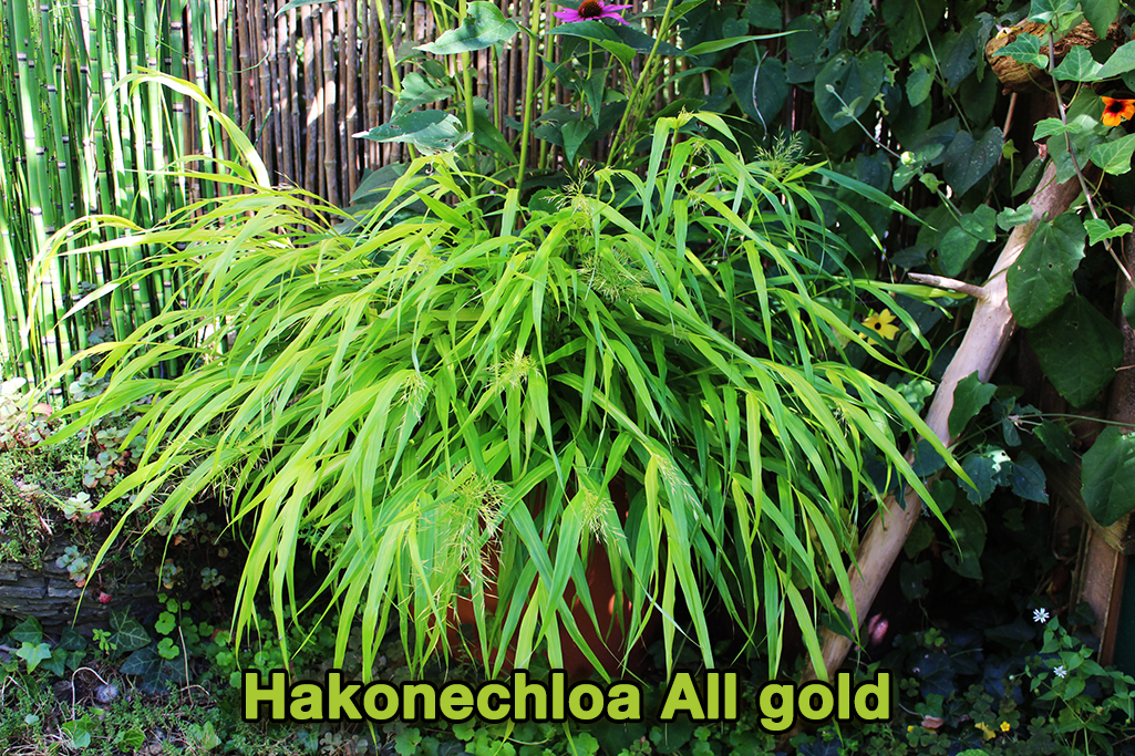 hakonechloa-All-gold1 Japangras, Hakonechloa macra in Sorten