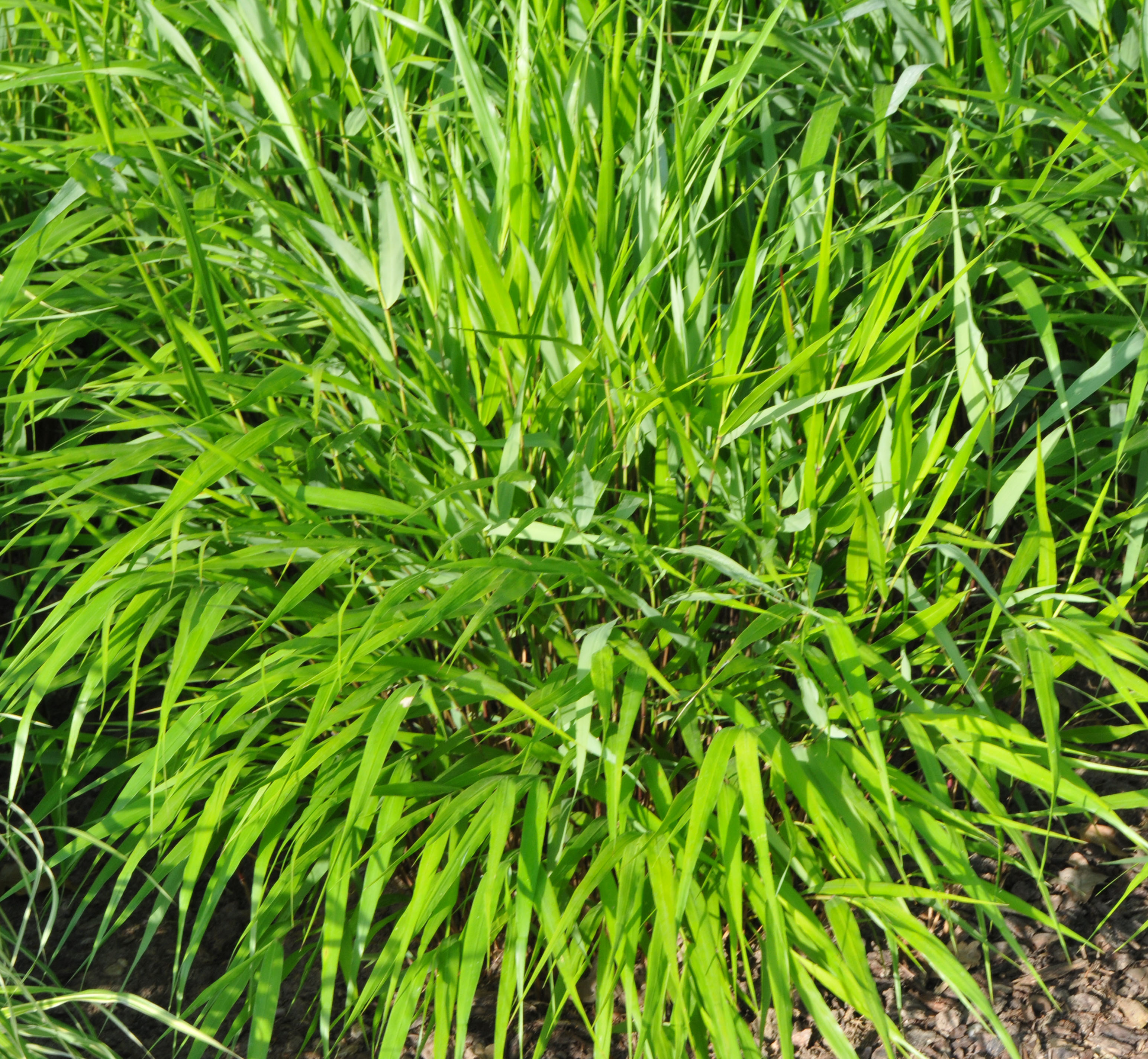 hmmgreenhills5 Japangras, Hakonechloa macra in Sorten