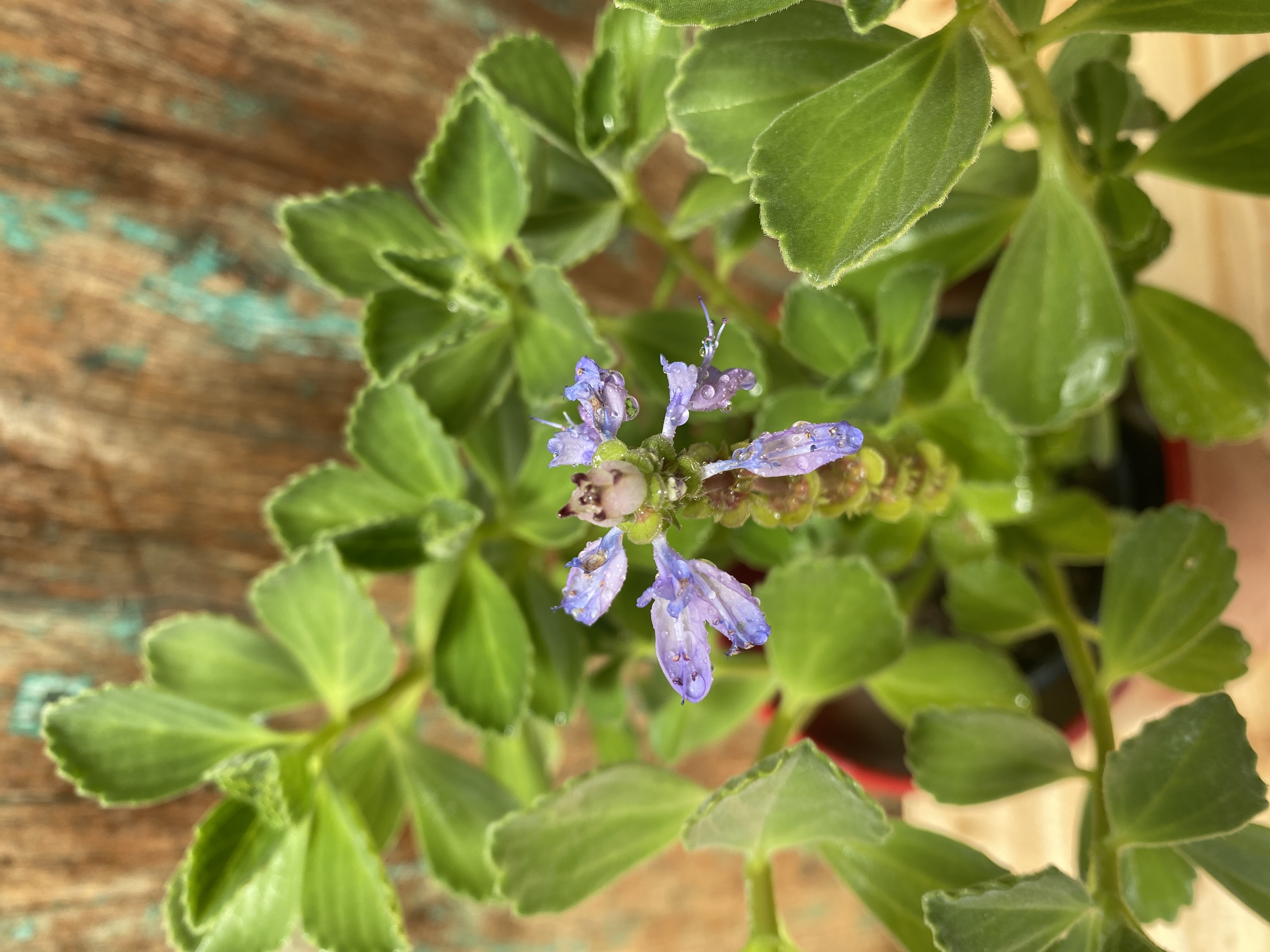 Die Verpiss-dich-Pflanze " Coleus caninus "