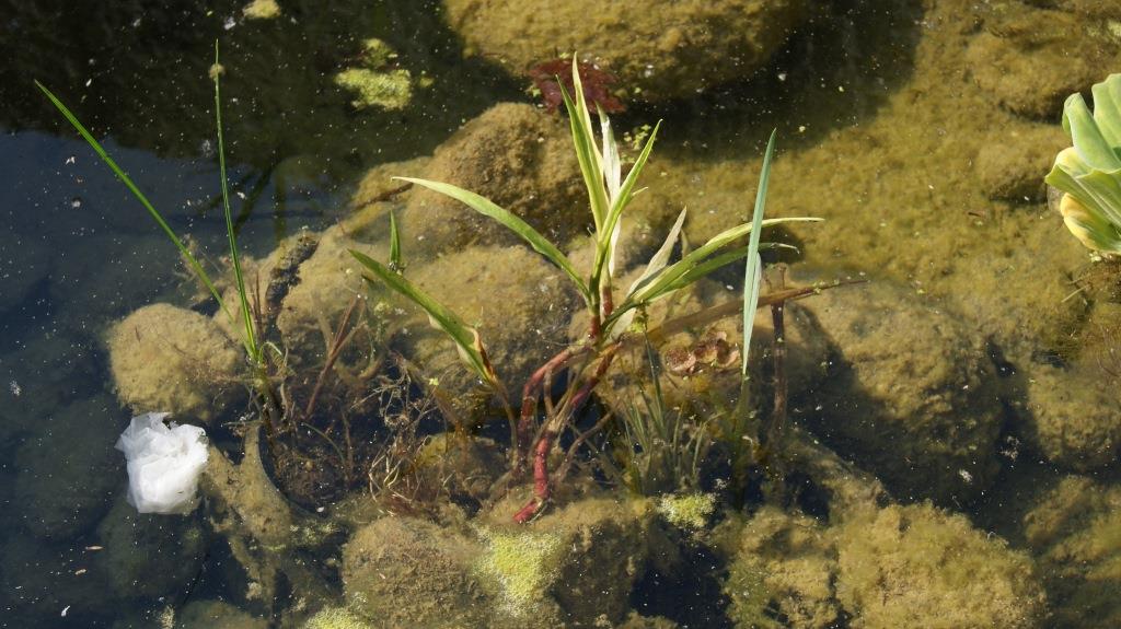 ranunculus-lingua Ranunculus lingua, Sumpfhahnenfuß