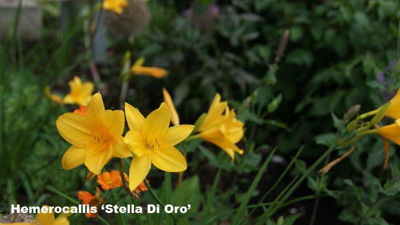 hemerocallis-taglilien-stella-di-oro-_bambuswald Taglilie, Hemerocallis in Sorten