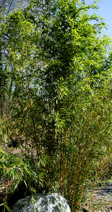 Zick -  Zack Bambus , Phyllostachys aureosulcata spectabilis