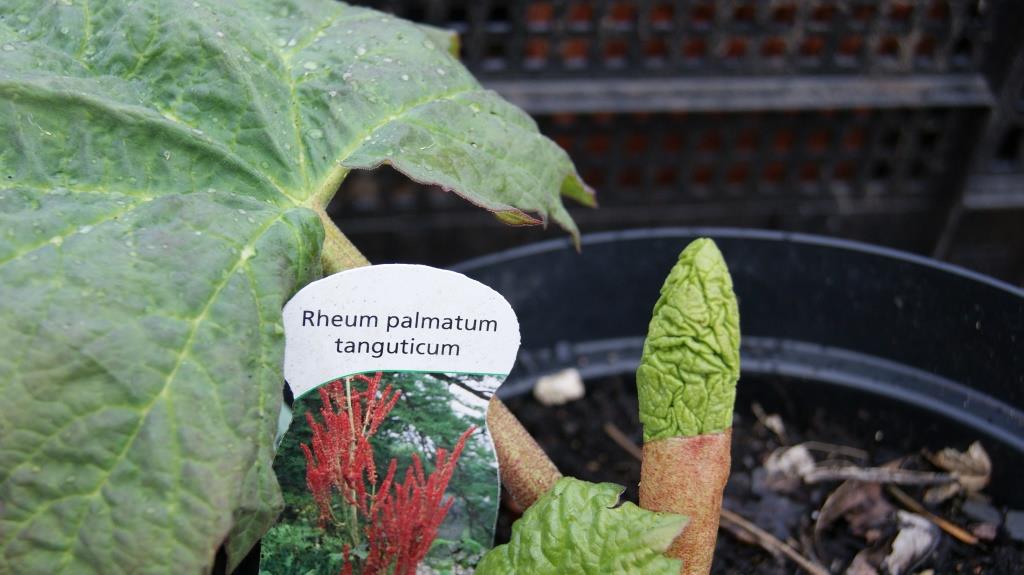 Zier-Rhabarber, Rheum palmatum tanguticum 2-3 Liter Container