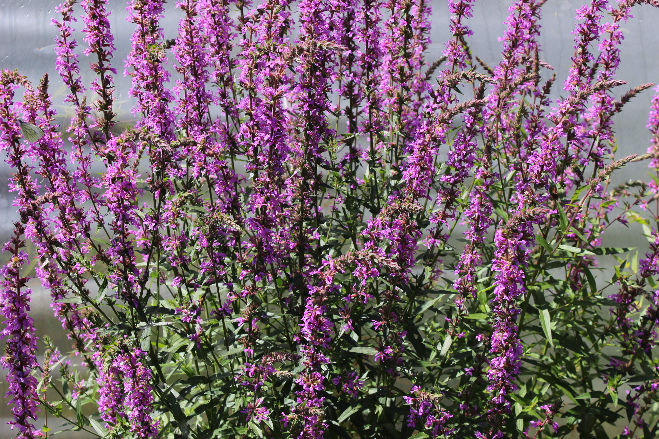 Lythrum-Wasser Blutweiderich - Lythrum salicaria