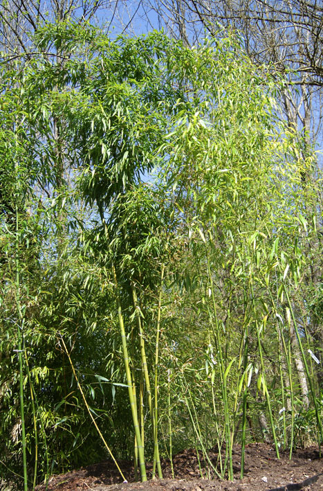 phyllostachys-vivax-huangwenzhu-bambuswald-8 Gelber Furchen Bambus, Phyllostachys vivax Huangwenzhu