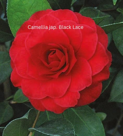 Camellia japonica rot, Kamelien mit roten Blüten Camellia japonica rot, Kamelien mit roten Blüten