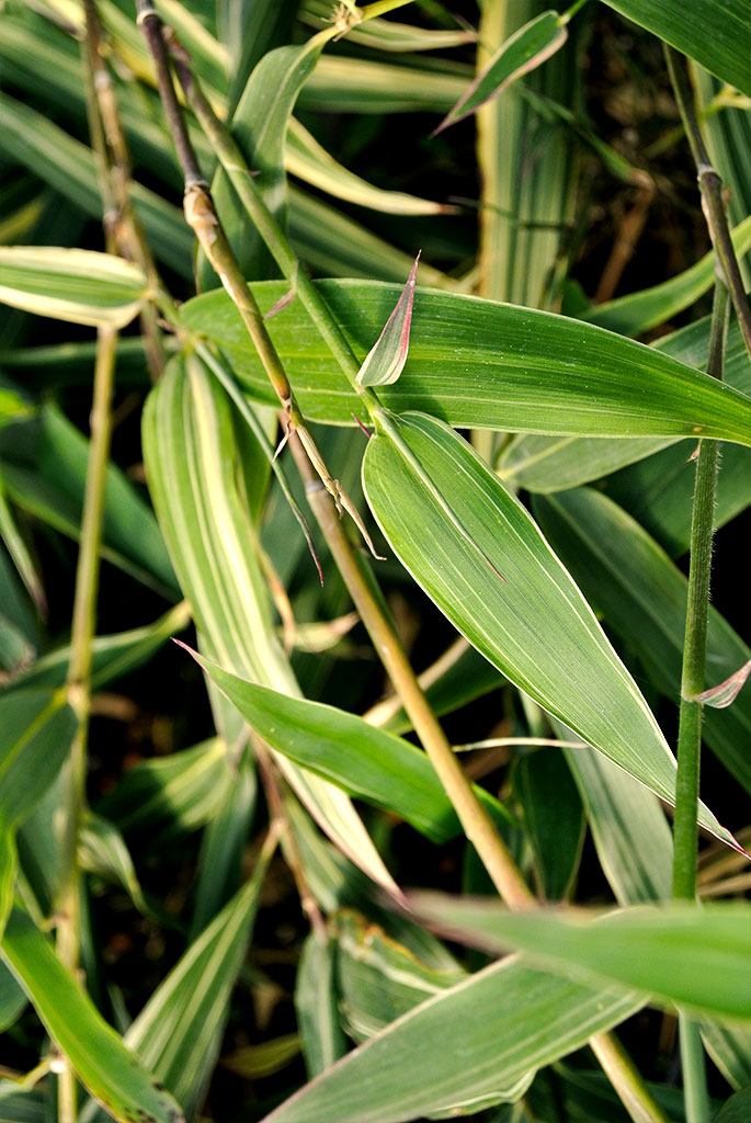 shiroshima Buntblättriger Hibanobambusa tranquillans Shiroshima