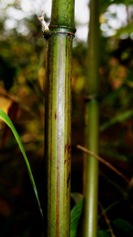 phyllostachys-praecox-violascens-halm-bambuswald-2