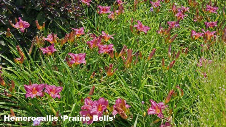 hemerocallis-taglilien-prairie-bells-bambuswald_720x600 Taglilie, Hemerocallis in Sorten