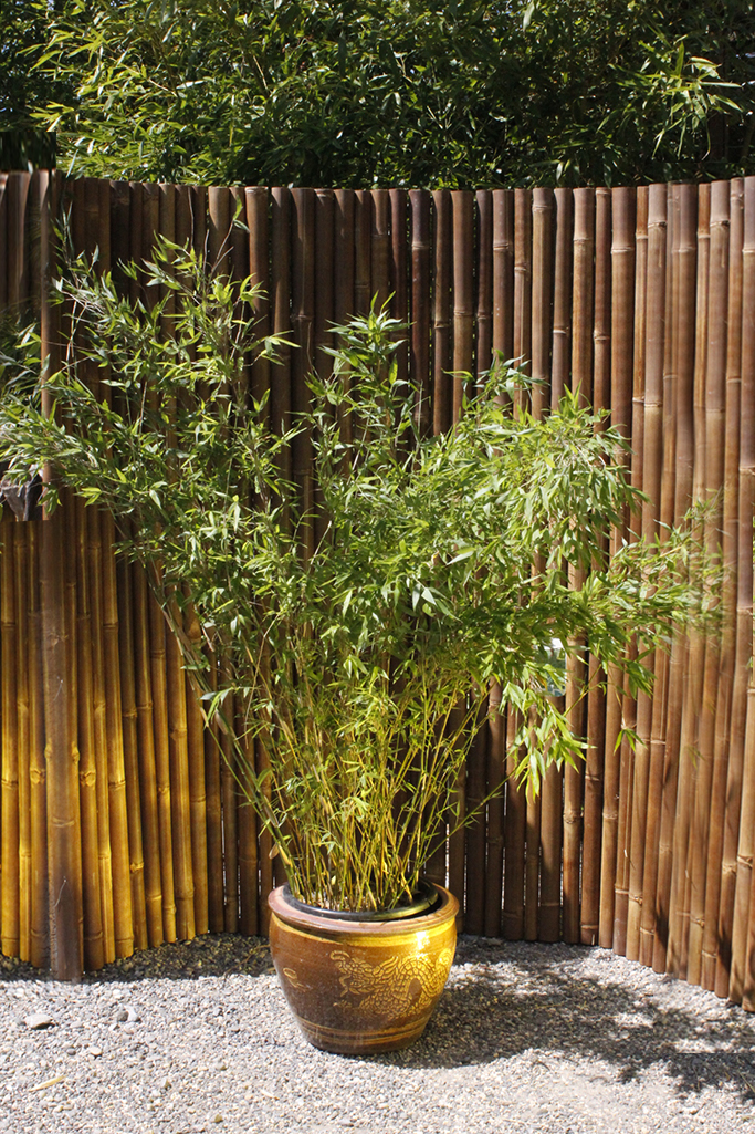 Fargesia-denudataXDXJw120JefAg Pandabambus, Fargesia denudata