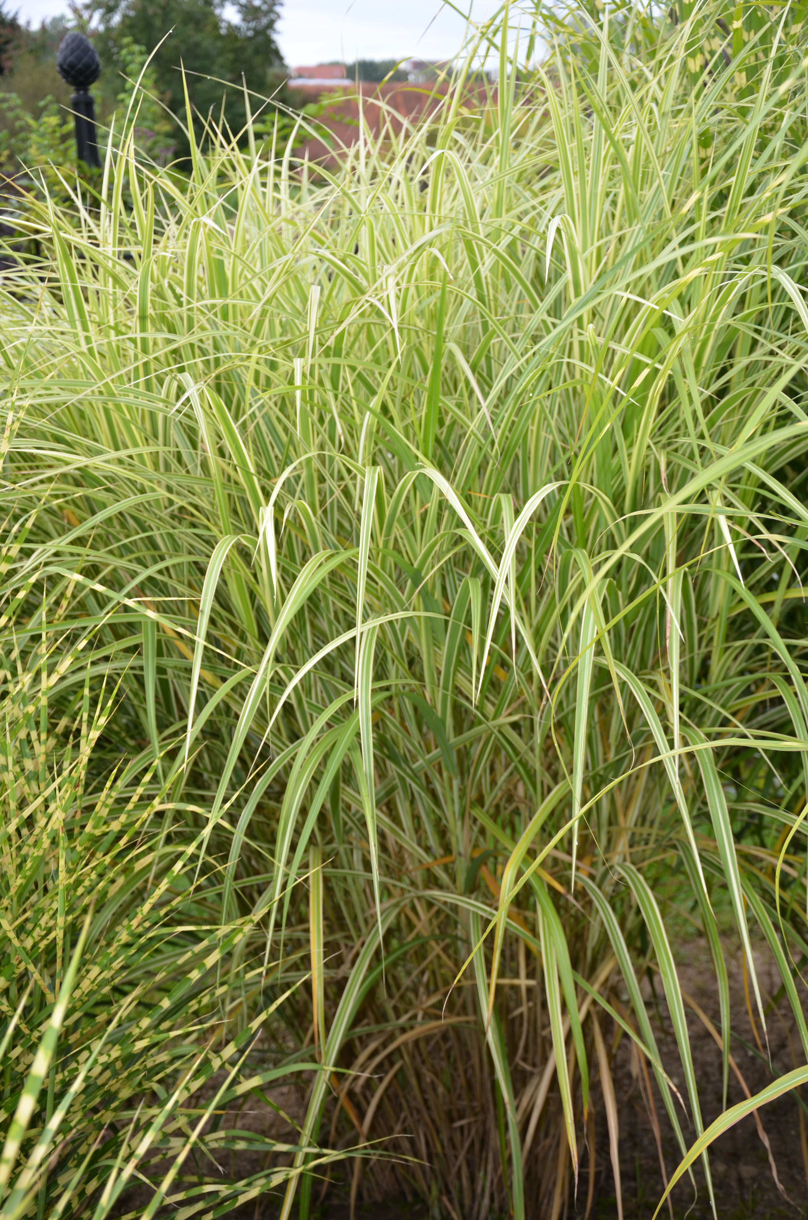 missvariegatus2 Weißbuntes Chinaschilf, Miscanthus sinensis Variegatus