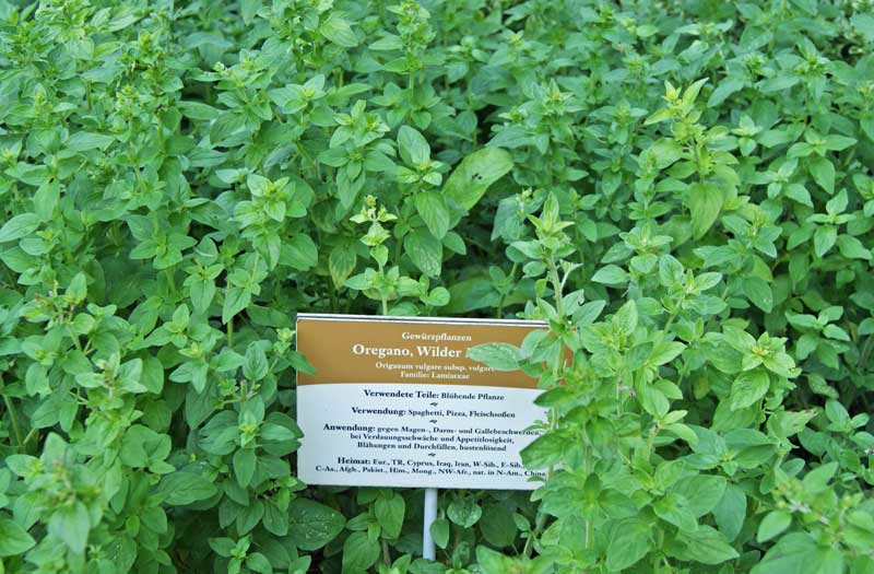 Wilder Oregano, Origanum vulgare