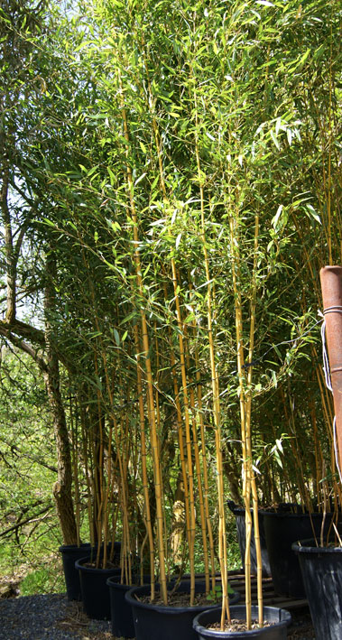 phyllostachys-aureosulcata-spectabilis-bambuswald-5 Zick -  Zack Bambus , Phyllostachys aureosulcata spectabilis
