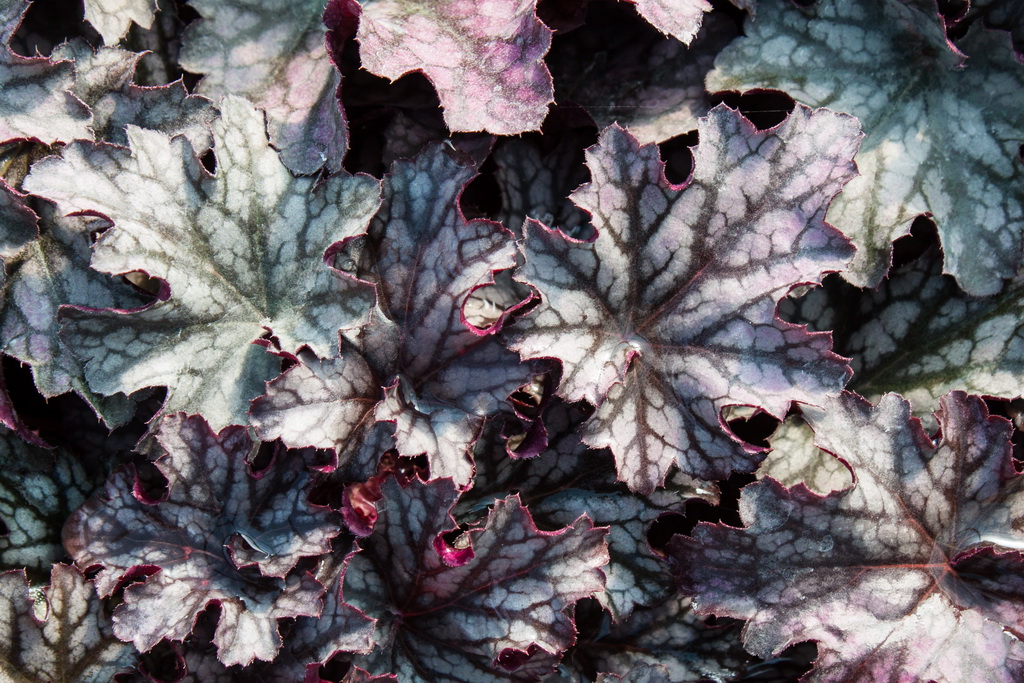 Blackberry-Jam_Bildgr-sse-ndern Purpurglöckchen, Heuchera micrantha Blackberry Jam