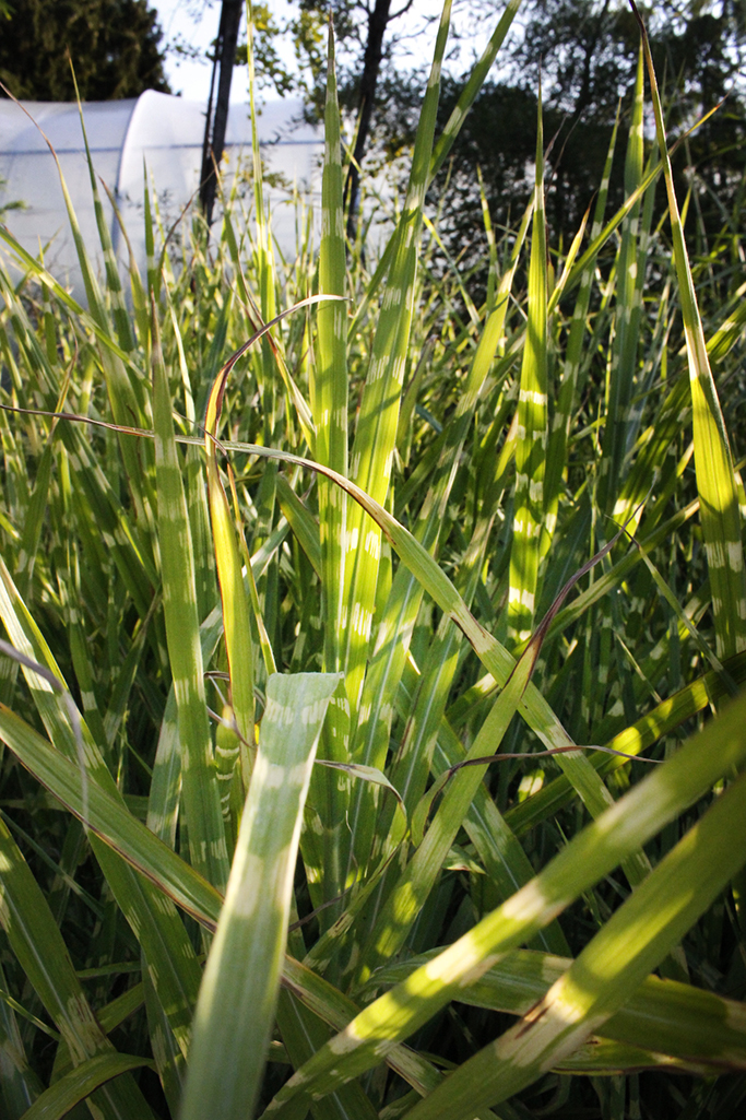Miscanthus-strictuslM9hIAzT222tB Stachelschweingras, Miscanthus sinensis strictus