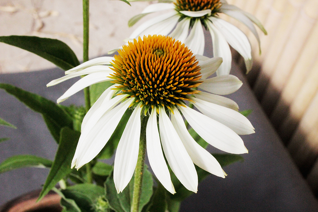 Echinacea-Purpurea1 Sonnenhut, Echinacea purpurea in Sorten