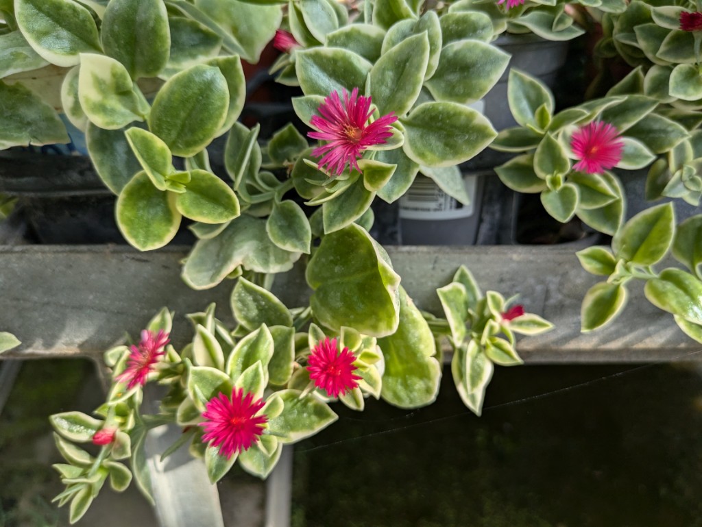 eisenkraut2 Ausdauerndes Eiskraut, Aptenia cordifolia variegata