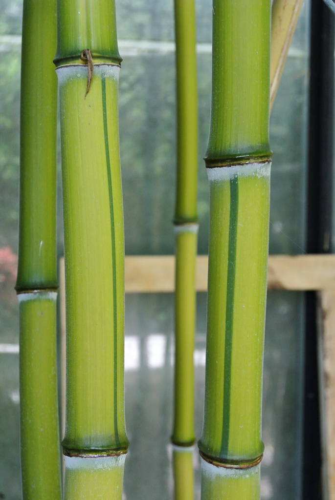 Aueosulcata-spectabilis Zick -  Zack Bambus , Phyllostachys aureosulcata spectabilis