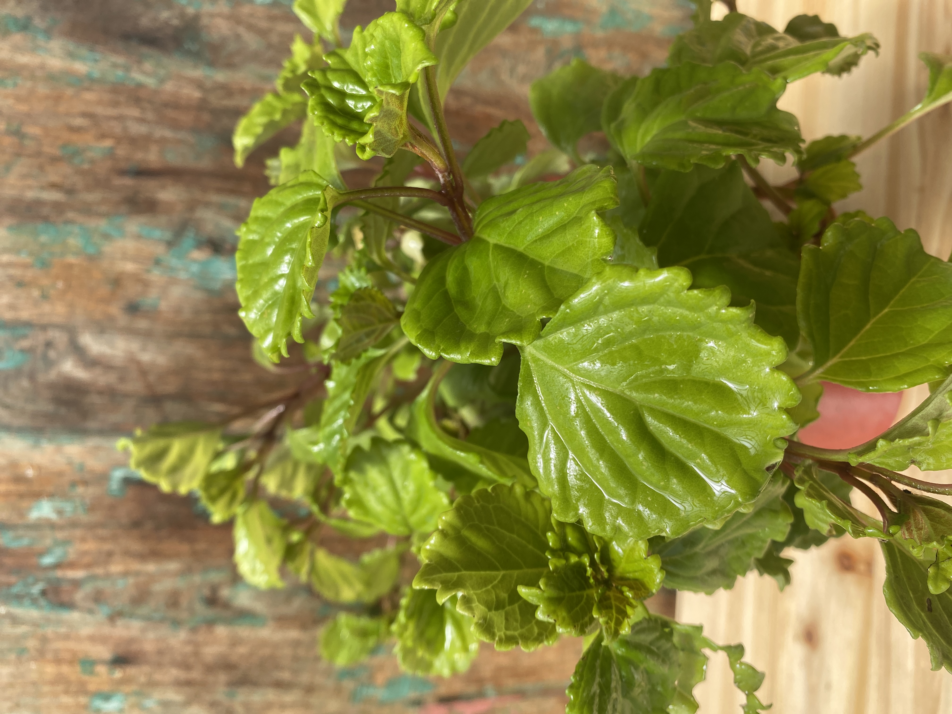 Harfenstrauch 'Charlie Chaplin' , Plectranthus verticillatus