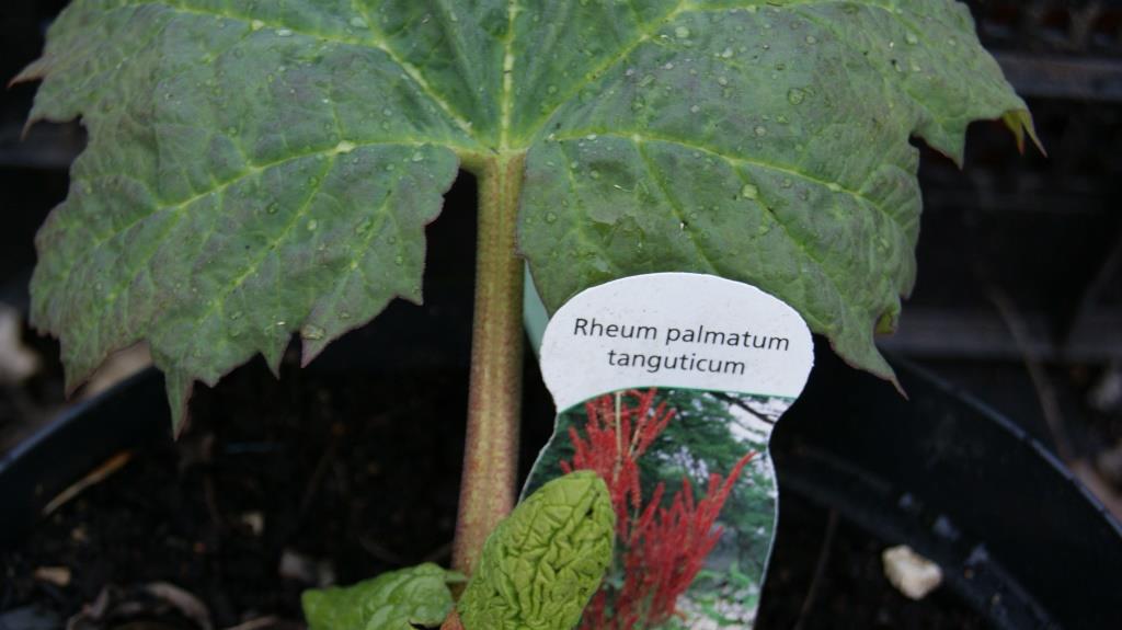 Zier-Rhabarber, Rheum palmatum tanguticum 2-3 Liter Container