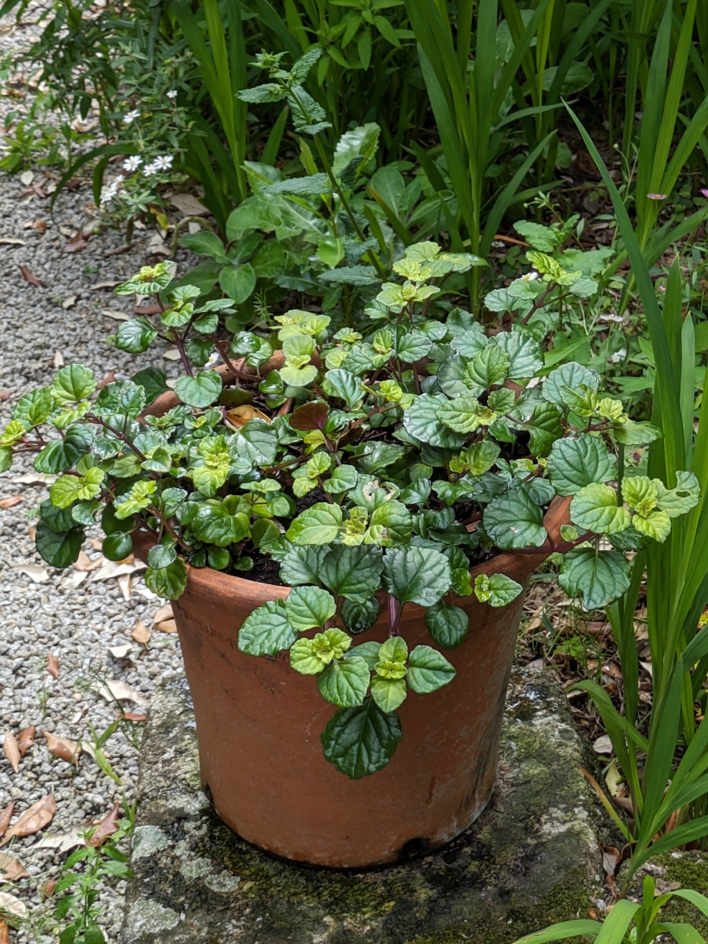 Plectranthus-psgjuBsjjFxdVj Purpur Harfenstrauch, Plectranthus purpuratus