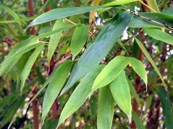 phyllostachys-nigra-henonis-bambuswald-9 Goldhaar Bambus, Phyllostachys nigra Henonis
