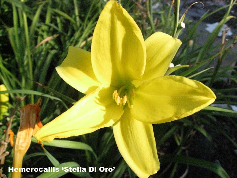 hemerocallis-taglilien-stella-di-oro_bambuswald3 Taglilie, Hemerocallis in Sorten