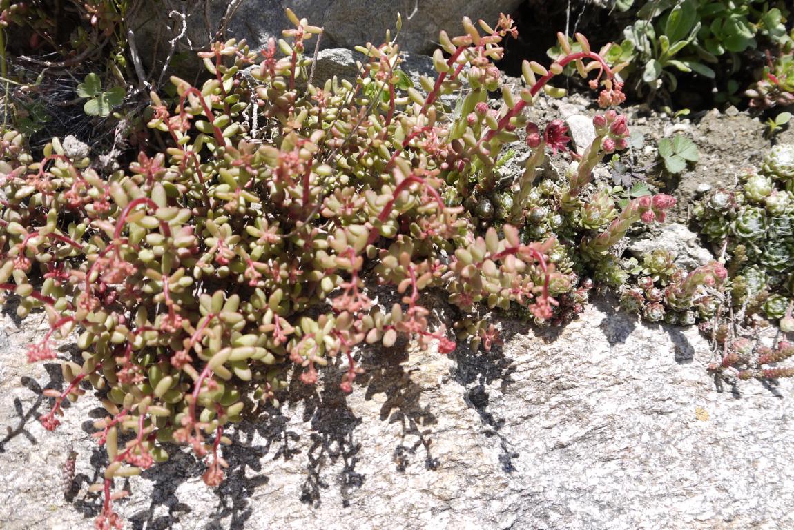 Schleiersedum, Sedum album murale