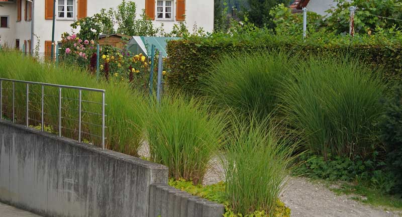 miscanthus-sinensis-gracillimus-stachschweingras-bambuswald2 Chinaschilf Eulalia, Miscanthus sinensis gracillimus