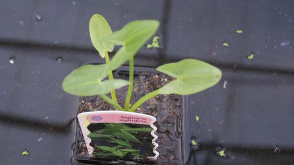 Sagittaria sagittifolia ssp.sagittifolia, Pfeilkraut