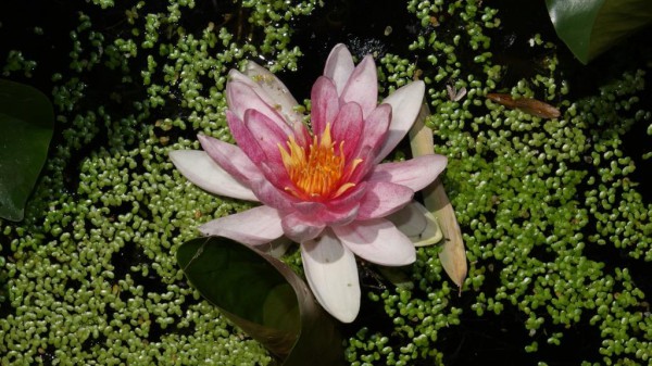 Nymphaea x cult.'Fabiola', pinke Seerose