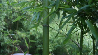 Gold Bambus, Phyllostachys parvifolia