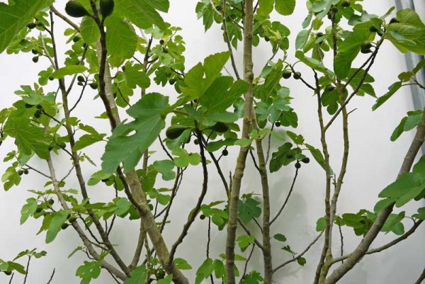 Ficus carica, winterharte Feige