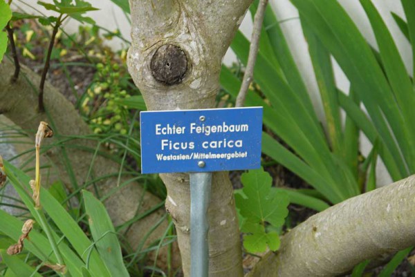 Ficus carica, Feigenbaum