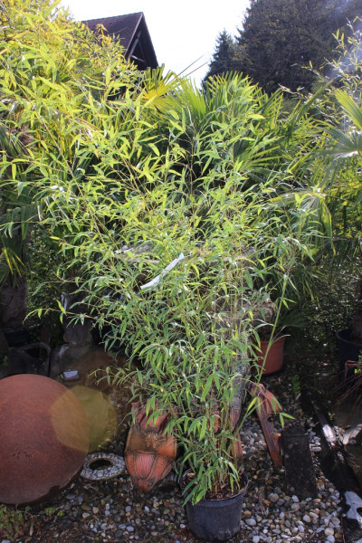 Bambus Rarität, Phyllostachys aurea flavescens Inversa