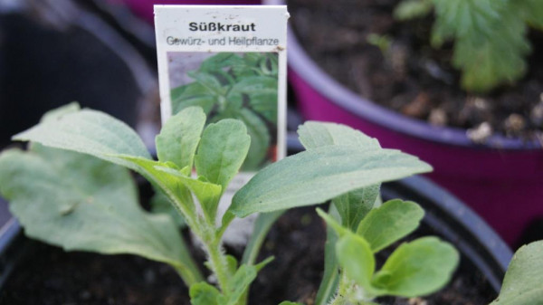 Zuckerblatt, Stevia rebaudiana,
