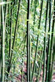 Grüner Bambus, Phyllostachys bissetii