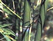 Sand Bambus, Phyllostachys propinqua