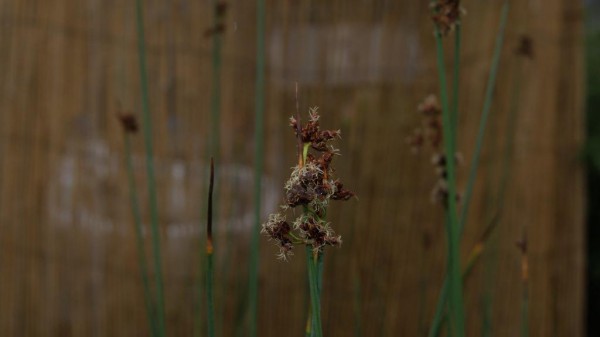 Scirpus lacustris, Teichsimse