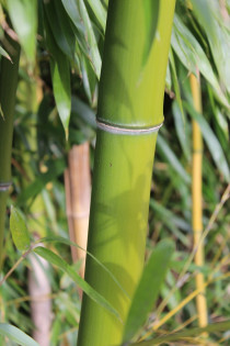 Gelber Furchen Bambus, Phyllostachys vivax Huangwenzhu